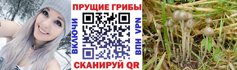 купить  цена  Новокузнецк  Псилоцибиновые грибы мицелий 